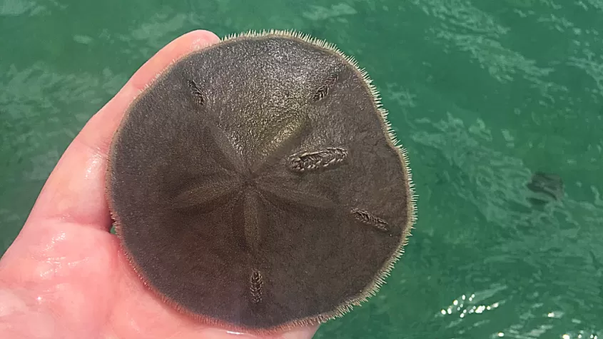 Sand Dollar 