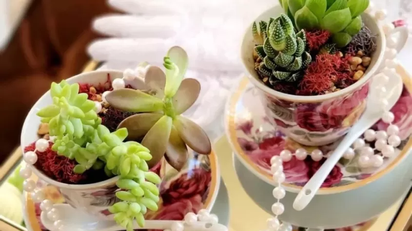 tea cups with stones and succulents planted in them