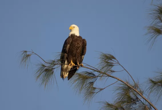 Eagle sitting on a tree branch