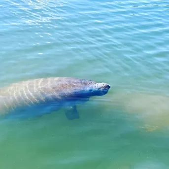 Manatee Ocean Water Sea